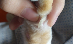 为什么猫咪指甲很弯曲不长出来