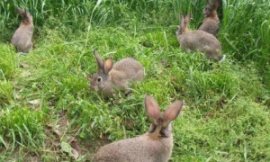 一千只兔子种多少亩草