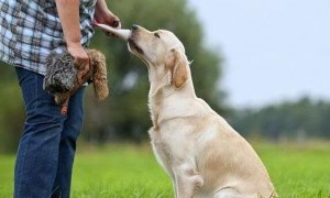 如何训练狗狗定住不动的方法