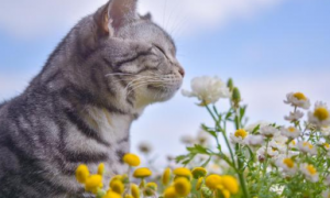 猫咪为什么老舔假花草的东西
