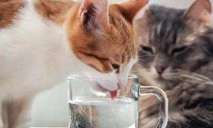 猫咪喝水为什么总是想吐呢