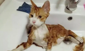 猫去宠物店洗澡多少钱
