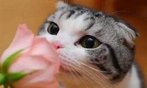 猫咪为什么喜欢舔花