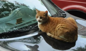 汽车为什么不能带猫咪出门玩