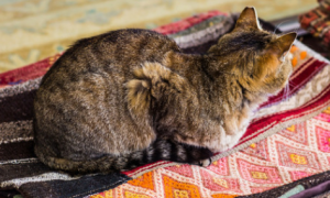 猫咪喜欢抱地毯睡的原因