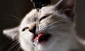 为什么猫咪侧着脸喝水