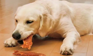 狗狗吃怀旧零食会死吗为什么呢