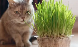怎么防止猫咬植物