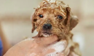 狗狗一定不能洗澡吗为什么呢