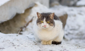 猫咪为什么坐在雪地上睡觉不动