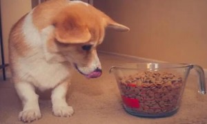 如何让小狗能吃不胖的狗粮呢