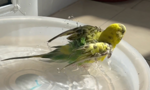 鹦鹉第一次洗澡方法