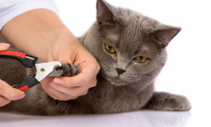 猫咪需要剪指甲吗