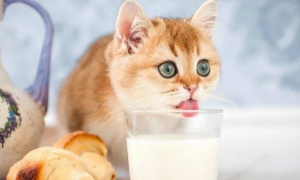 猫咪为什么不能喝牛奶呢怎么回事