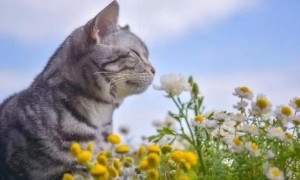 猫咪怕什么花的味道