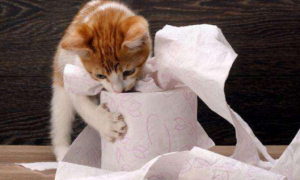 猫咪为什么爱吃纸