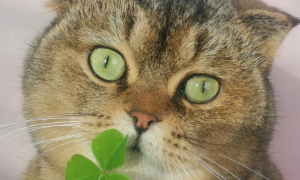 三叶草对猫咪有毒吗