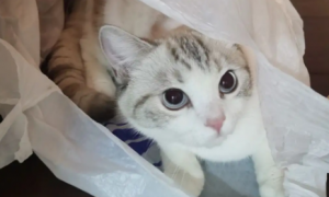 为什么猫咪老喜欢钻袋子