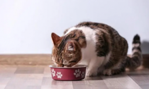 猫咪为什么吃饭不胖人呢