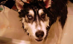 狗狗洗完澡变凶叫为什么呢