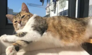 猫咪睡觉晒太阳好嘛为什么