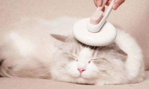 为什么小猫咪不愿意让摸头发