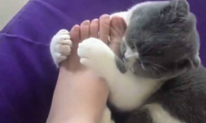 为什么猫喜欢掏主人的脚