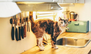 猫咪为什么爱进厨房里