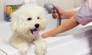 去宠物店给狗洗澡剪毛多少钱