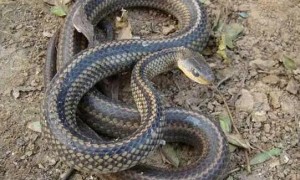 乌梢蛇属于国家几级保护动物
