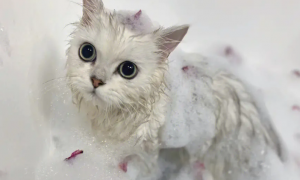 猫咪洗澡不睁开眼睛的原因