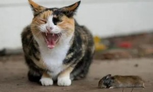 猫咪为什么喜欢找老鼠玩