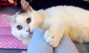为什么猫咪要抱袜子