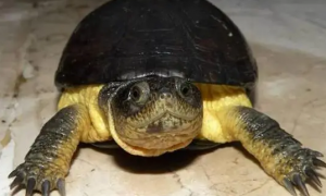 侏儒侧颈龟是什么龟