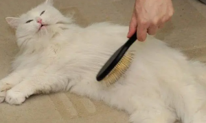 猫咪为什么超级掉毛呢