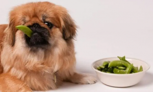 狗狗吃什么蔬菜补充微量元素最好
