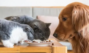 如何防止狗吃猫粮呢