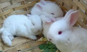 宠物兔吃多少兔粮