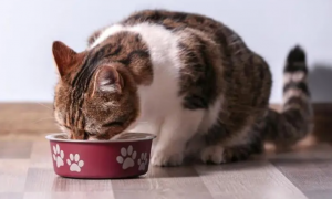 为什么猫咪吃饭打嗝不停