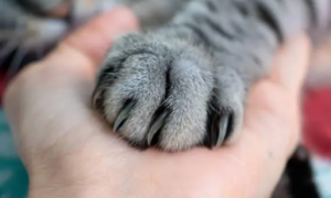 猫咪为什么爪子冰凉呢
