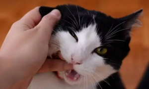 猫咪为什么咬主人手指