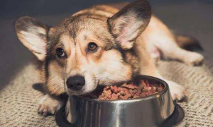 一个月的狗狗一天吃多少狗粮合适