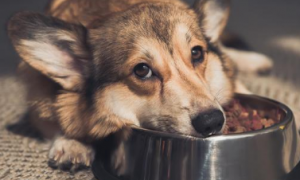 狗狗为什么会特别护食