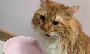 猫咪为什么会没胃口喝水呢