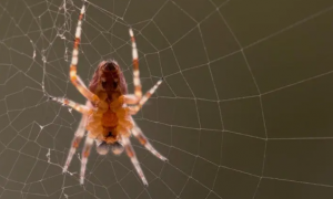 家中常见的20种蜘蛛