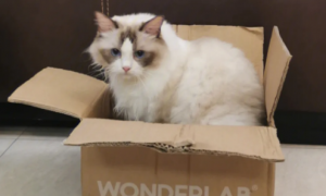 猫咪为什么喜欢拆箱子呢
