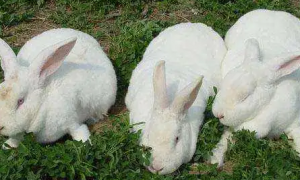 肉兔的养殖技术及方法