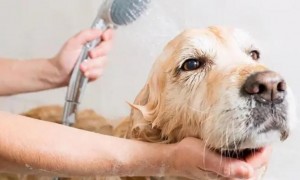 狗狗洗澡多少钱一次