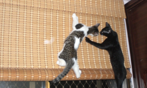 猫咪打架为什么会跳墙的原因
