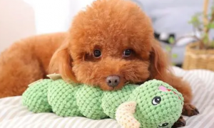 狗狗为什么也喜欢毛绒玩具呢